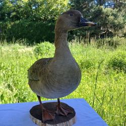 Oie des moissons : oiseaux naturalisé (taxidermie)