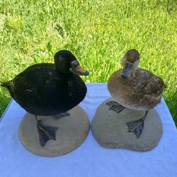 Macreuse noire : couple naturalisé (taxidermie). Oiseaux en situation représentant une scène naturel