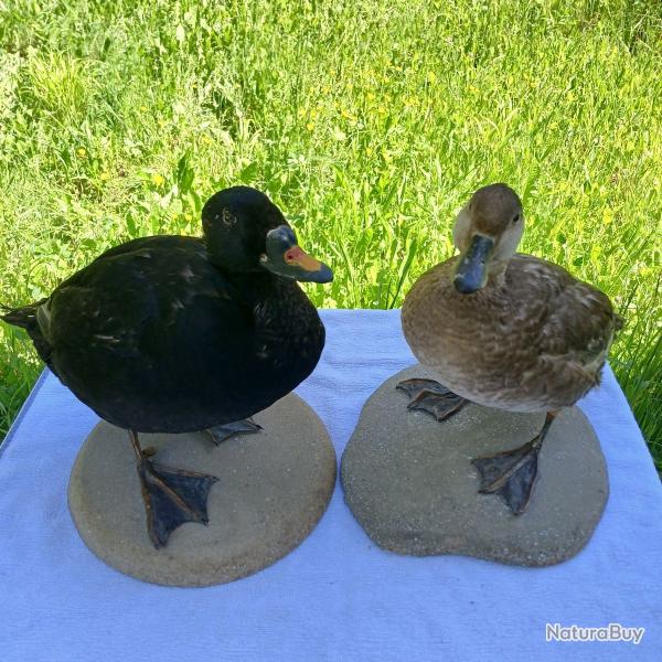 Macreuse noire : couple naturalis (taxidermie). Oiseaux en situation reprsentant une scne naturel