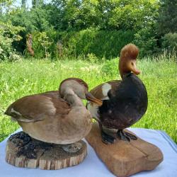 Nette rousse couple d'oiseaux naturalisés (taxidermie).