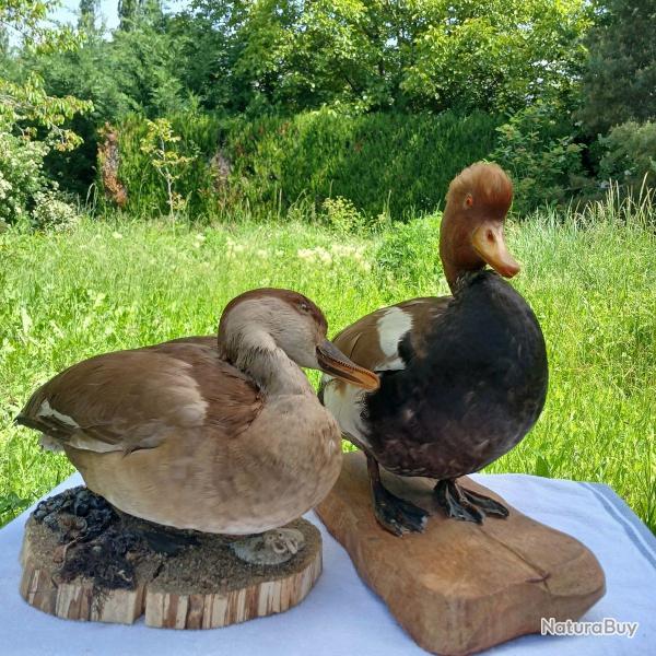 Nette rousse couple d'oiseaux naturaliss (taxidermie).