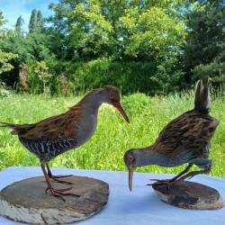 Râle d'eau, lot de deux oiseaux naturalisés (taxidermie).