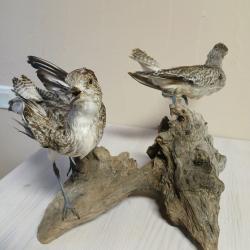 Pluvier argenté : montage avec deux oiseaux naturalisés (taxidermie).