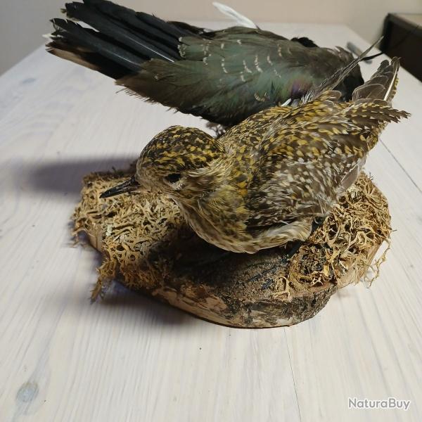 Vanneau hupp et Pluvier dor naturaliss reprsentant une scne de vie (taxidermie).
