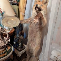 Renard Naturalisé sur socle