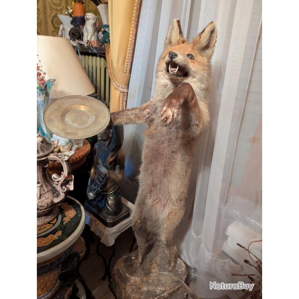 Renard Naturalis sur socle