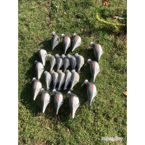 Blettes formes vanneau , pluviers