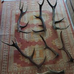 UN LOT DE BOIS MUES CERF ENTRE 50 ET 85CM DONT 3 DE PLUS DE 80CM