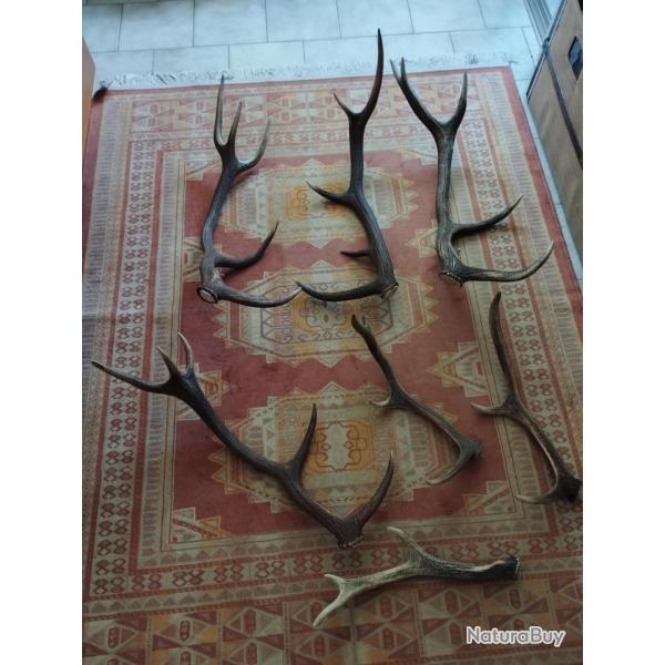 UN LOT DE BOIS MUES CERF ENTRE 50 ET 85CM DONT 3 DE PLUS DE 80CM