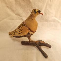 taxidermie pigeon d'Inde ou Pakistan Colombar masqué