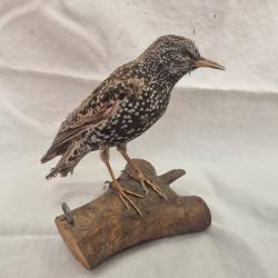Taxidermie Étourneau tacheté