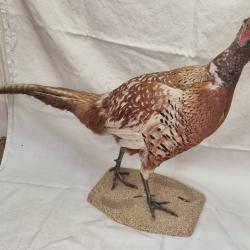 Taxidermie Faisan commun européen