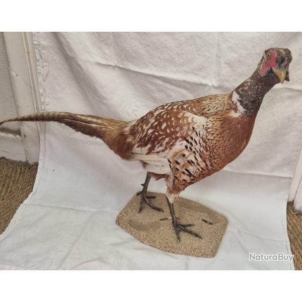 Taxidermie Faisan commun europen