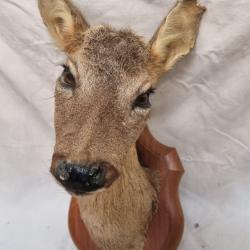 Taxidermie trophée de chevreuil femelle