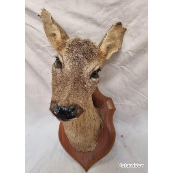 Taxidermie trophe de chevreuil femelle