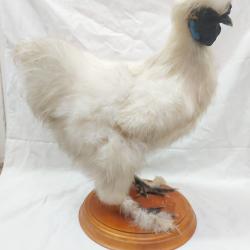 Taxidermie d'un coq Nègre Soie blanc