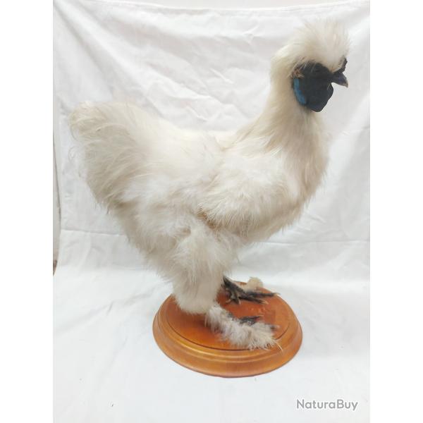 Taxidermie d'un coq Ngre Soie blanc