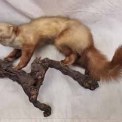 Taxidermie Marthe (fouine) sur socle bois