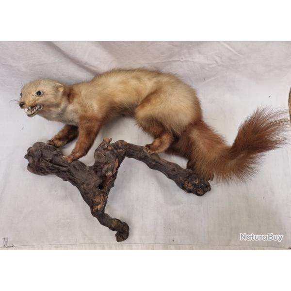 Taxidermie Marthe (fouine) sur socle bois