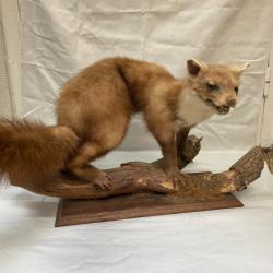 Taxidermie d'une fouine (ou marthe) sur socle bois