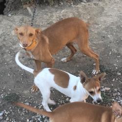 Vends chiots podenco