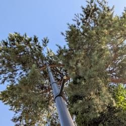 Mât en carbone pour la chasse du pigeon ramier/Palombe 18m