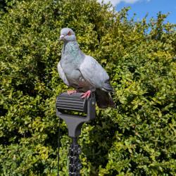 Kit rouleau pour la chasse du pigeon Ramier/Palombe