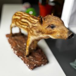 Taxidermie marcassin