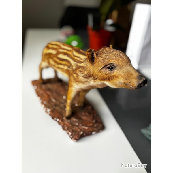 Taxidermie marcassin