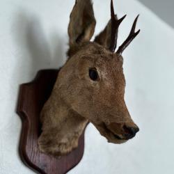 Taxidermie jeune cerf ou brocard.