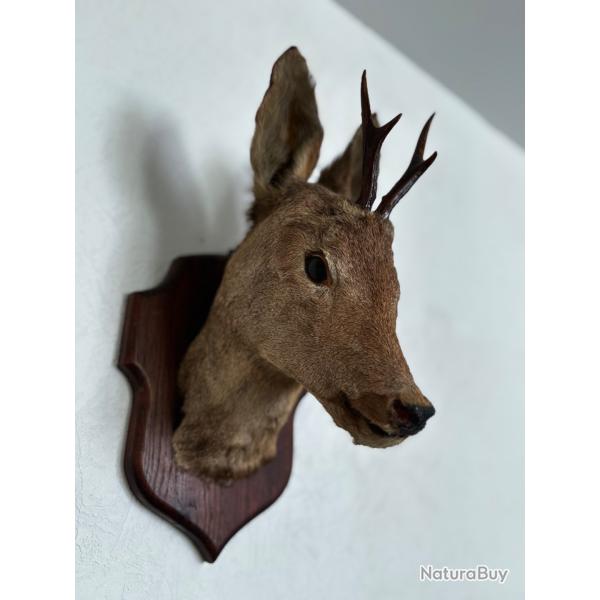 Taxidermie jeune cerf ou brocard.