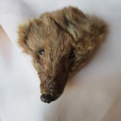 TAXIDERMIE -Ancienne "TETE de FOUINE " ? A déterminer.