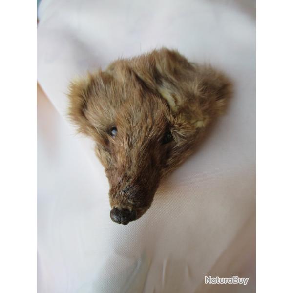 TAXIDERMIE -Ancienne "TETE de FOUINE " ? A dterminer.