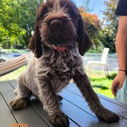 Chiots mâles Griffon Korthals