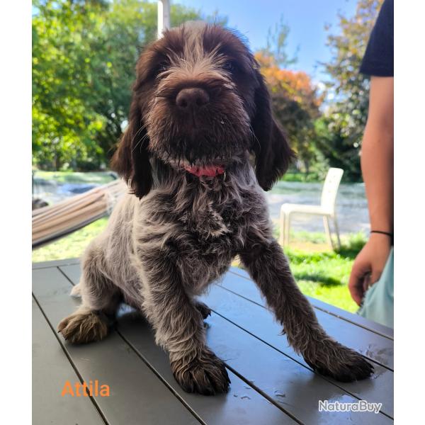 Chiots mles Griffon Korthals