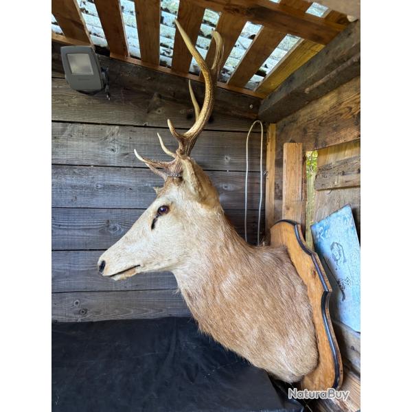 Trophe de chasse