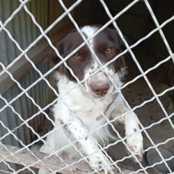 Donne chien mâle