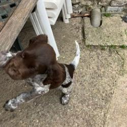 Chiots Petit Epagneul de Munster
