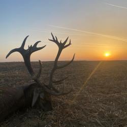 La chasse des grands cerfs en Hongrie