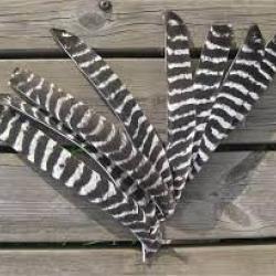 plumes