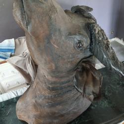Buffle Provenance Burkina Faso
