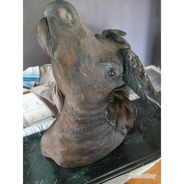 Buffle Provenance Burkina Faso