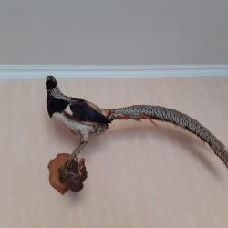 FAISAN SUR BRANCHE EN BOIS