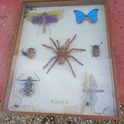 Série de Papillons et autres Exotiques