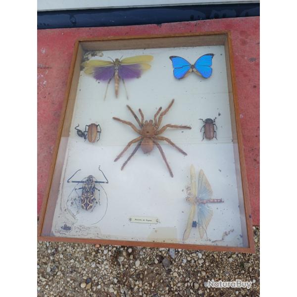 Série de Papillons et autres Exotiques