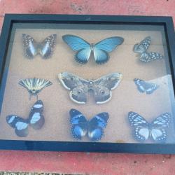 Série de Papillons Exotiques