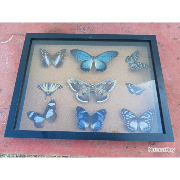 Série de Papillons Exotiques