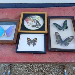 Série de Papillons Exotique