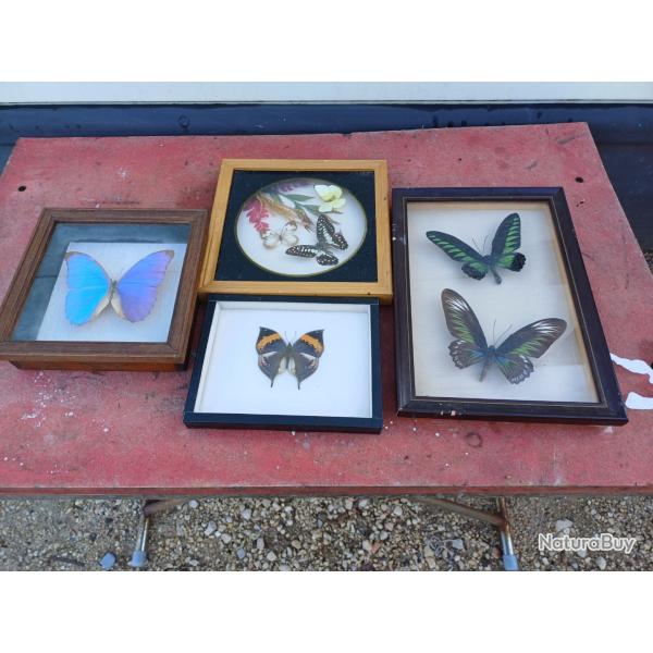Série de Papillons Exotique