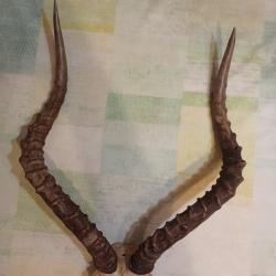 Troph&eacute;e de chasse d'un impala Botswana